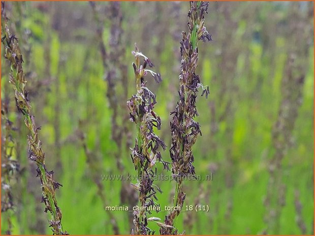 Molinia caerulea 'Torch' | Pijpenstrootje | Kleines Pfeifengras