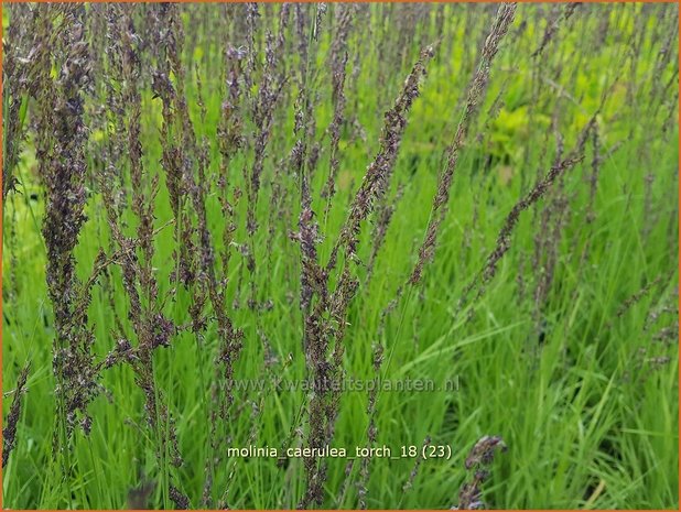 Molinia caerulea 'Torch' | Pijpenstrootje | Kleines Pfeifengras