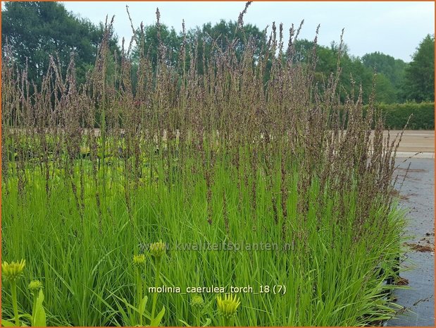 Molinia caerulea 'Torch' | Pijpenstrootje | Kleines Pfeifengras