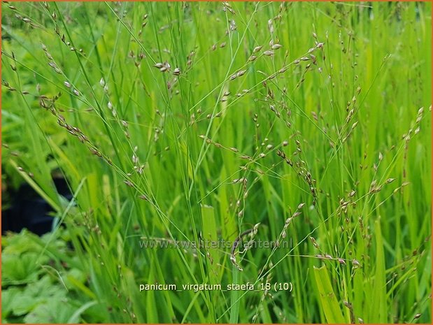 Panicum virgatum 'Stäfa' | Vingergras, Parelgierst | Rutenhirse