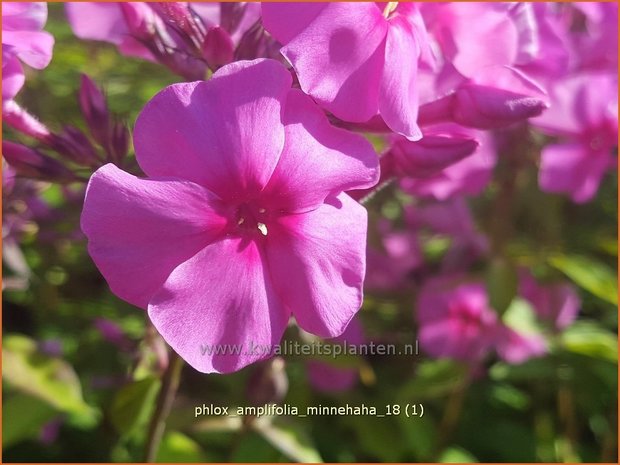 Phlox amplifolia 'Minnehaha' | Vlambloem, Flox, Floks | Großblättrige Flammenblume