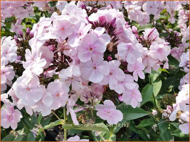 Phlox 'Monica Lynden-Bell' | Hoge vlambloem, Vlambloem, Flox, Floks | Hohe Flammenblume