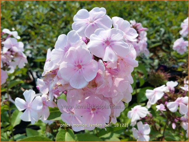 Phlox 'Monica Lynden-Bell' | Hoge vlambloem, Vlambloem, Flox, Floks | Hohe Flammenblume