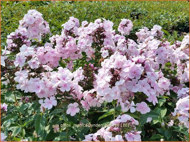Phlox 'Monica Lynden-Bell' | Hoge vlambloem, Vlambloem, Flox, Floks | Hohe Flammenblume