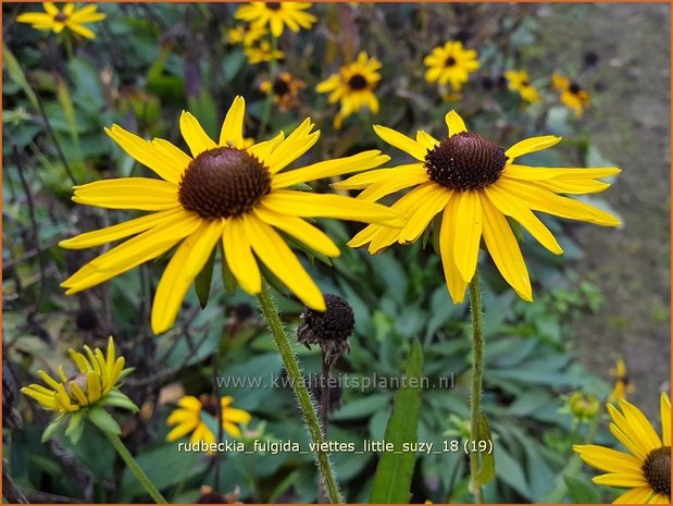 Rudbeckia fulgida 'Viette's Little Suzy' | Zonnehoed | Gewöhnlicher Sonnenhut