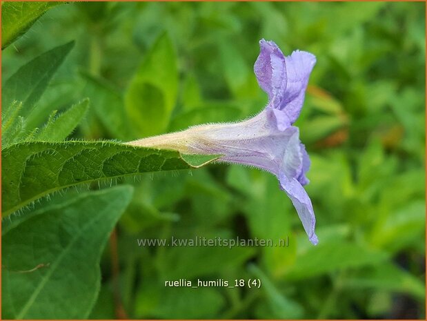 Ruellia humilis | Bospetunia, Wilde petunia | Rudel