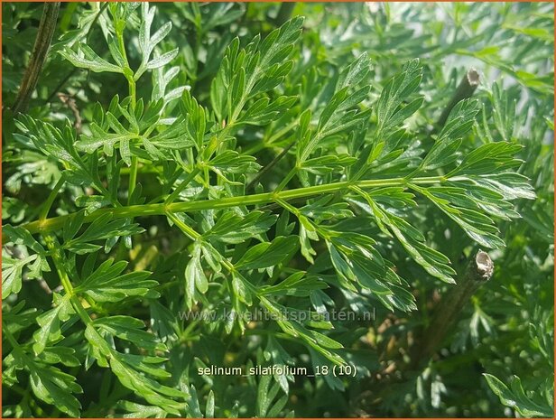Selinum silaifolium | Karwijselie | Silaubl&auml;ttrige Brenndolde