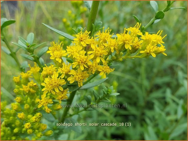 Solidago shortii 'Solar Cascade' | Guldenroede | Königsgoldrute