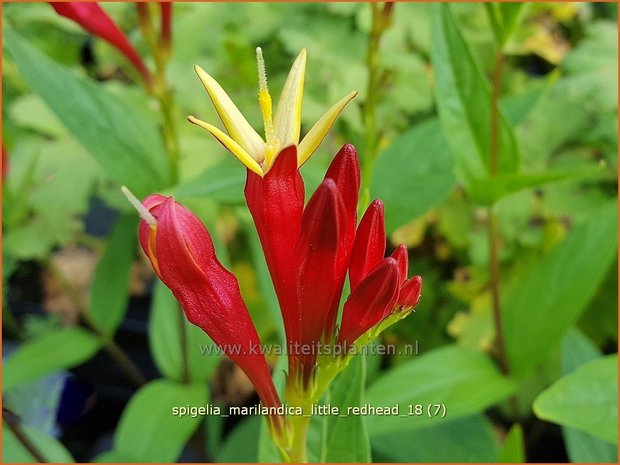 Spigelia marilandica 'Little Redhead' | Vuurgentiaan | Feuerenzian