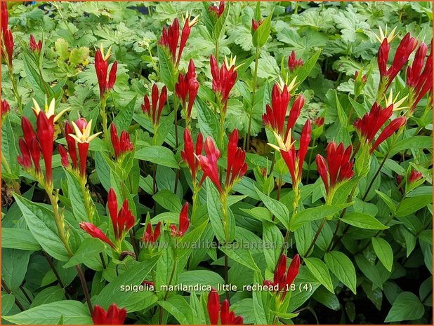 Spigelia marilandica 'Little Redhead' | Vuurgentiaan | Feuerenzian
