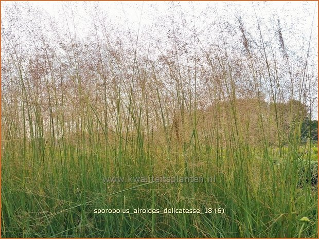 Sporobolus airoides 'Delicatesse' | Prairiedropzaad, Parelgras | Alkali-Fallsamengras