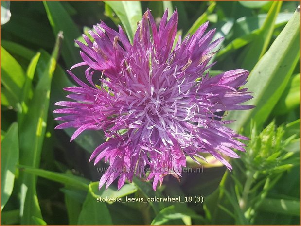 Stokesia laevis 'Colorwheel' | Korenbloemaster | Kornblumenaster
