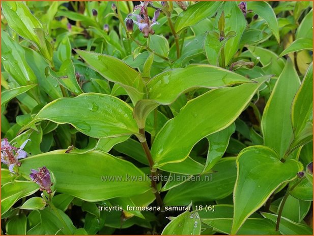 Tricyrtis formosana 'Samurai' | Armeluisorchidee, Paddenlelie | Formosa-Krötenlilie