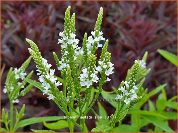 Verbena hastata 'Alba' | IJzerhard | Spießförmiges Eisenkraut