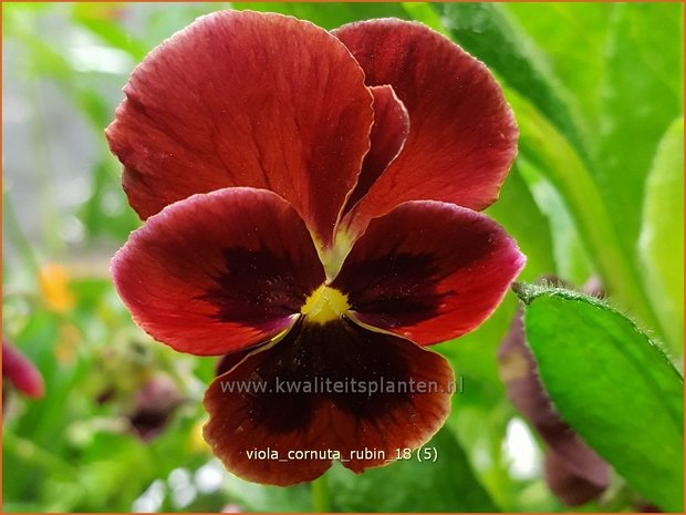 Viola cornuta 'Rubin' | Hoornviooltje, Viooltje | Hornveilchen