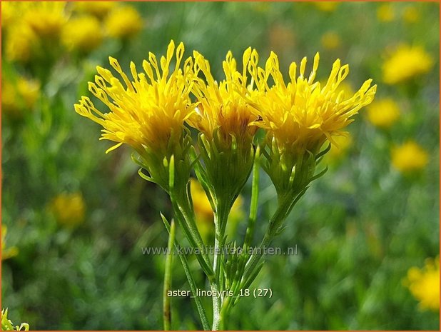 Aster linosyris | Aster | Goldhaar-Aster