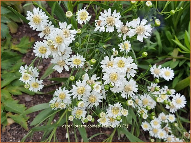 Aster ptarmicoides 'Major' | Aster | Hochland-Aster