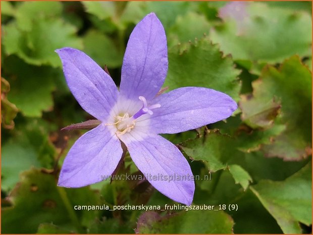 Campanula poscharskyana 'Frühlingszauber' | Kruipklokje, Klokjesbloem | Hängepolster-Glockenblume