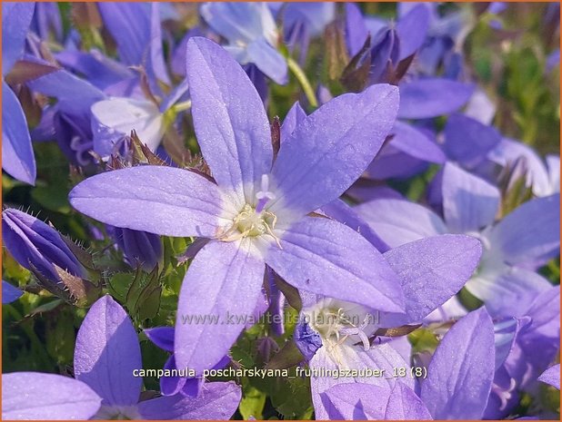 Campanula poscharskyana 'Frühlingszauber' | Kruipklokje, Klokjesbloem | Hängepolster-Glockenblume