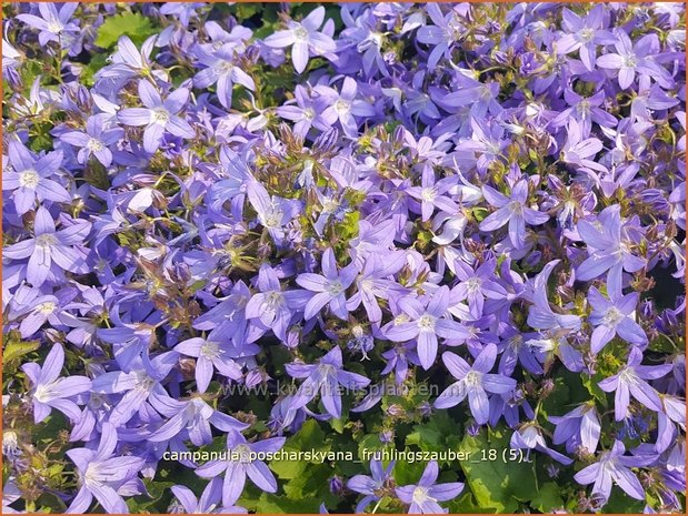 Campanula poscharskyana 'Frühlingszauber' | Kruipklokje, Klokjesbloem | Hängepolster-Glockenblume