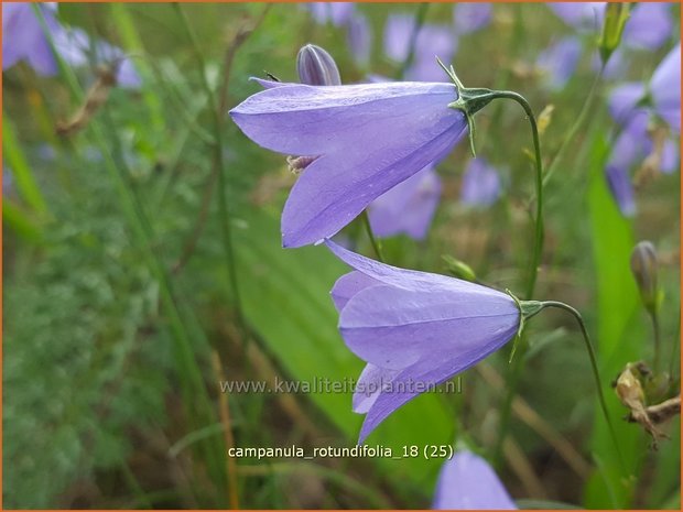 Campanula rotundifolia | Grasklokje, Klokjesbloem | Rundbl&auml;ttrige Glockenblume