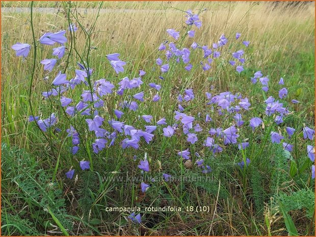 Campanula rotundifolia | Grasklokje, Klokjesbloem | Rundbl&auml;ttrige Glockenblume