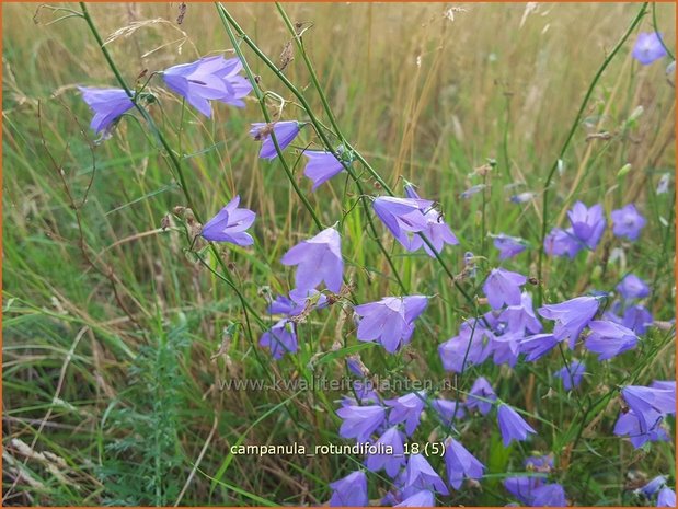 Campanula rotundifolia | Grasklokje, Klokjesbloem | Rundbl&auml;ttrige Glockenblume