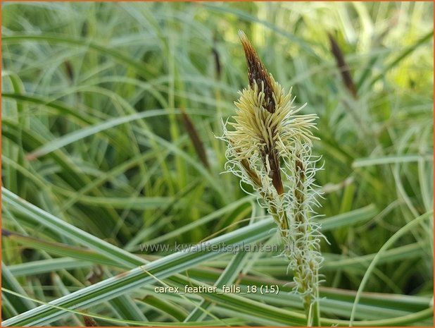 Carex 'Feather Falls' | Zegge | Segge
