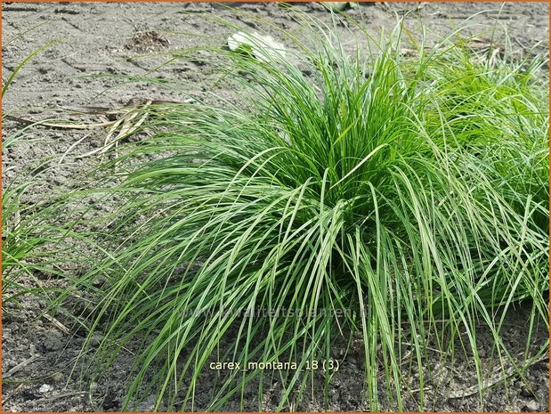 Carex montana | Bergzegge, Zegge | Berg-Segge