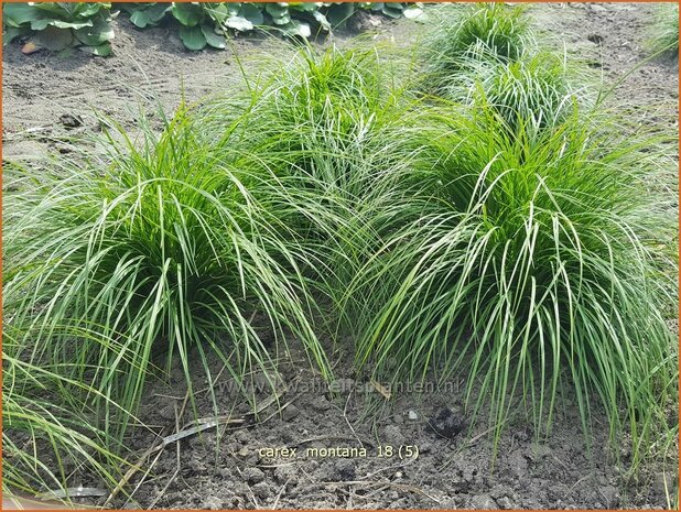 Carex montana | Bergzegge, Zegge | Berg-Segge