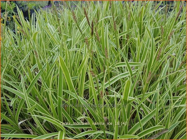 Carex morrowii &#x0027;Vanilla Ice&#x0027; | Japanse zegge, Zegge | Japan-Segge