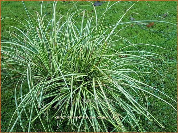 Carex oshimensis 'Ice Cream' | Zegge | Buntlaubige Segge