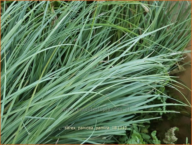 Carex panicea 'Pamira' | Blauwe zegge, Zegge | Hirse-Segge