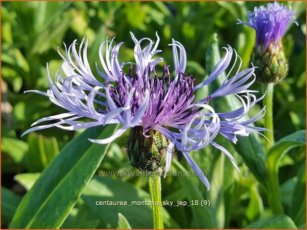 Centaurea montana 'Sky Jep' | Bergkorenbloem, Bergcentaurie, Korenbloem, Centaurie | Berg-Flockenblume