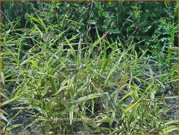 Chasmanthium latifolium 'River Mist' | Plataargras | Breitblättriges Plattährengras