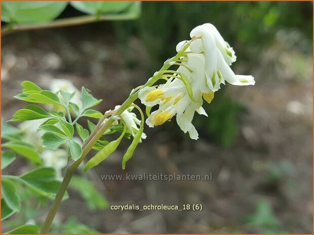 Corydalis ochroleuca | Geelwitte helmbloem, Helmbloem | Blassgelber Lerchensporn