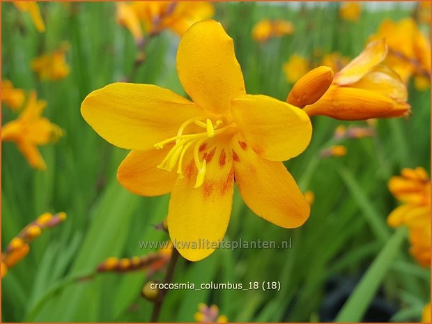 Crocosmia 'Columbus' | Montbretia | Montbretie