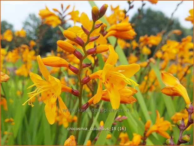 Crocosmia 'Columbus' | Montbretia | Montbretie