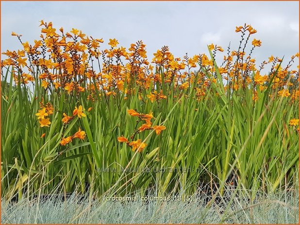 Crocosmia 'Columbus' | Montbretia | Montbretie