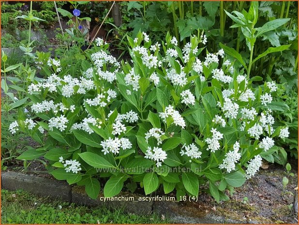 Cynanchum ascyrifolium | Schwalbenwurz