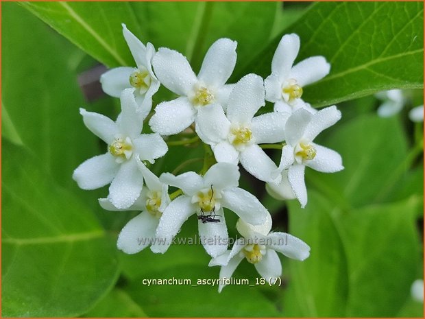 Cynanchum ascyrifolium | Schwalbenwurz