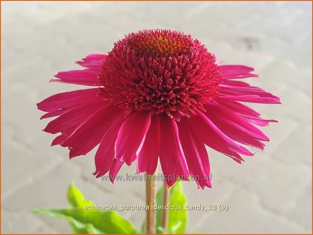 Echinacea purpurea 'Delicious Candy' | Rode zonnehoed, Zonnehoed | Roter Sonnenhut