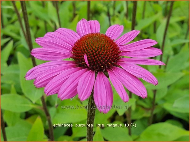 Echinacea purpurea 'Little Magnus' | Rode zonnehoed, Zonnehoed | Roter Sonnenhut