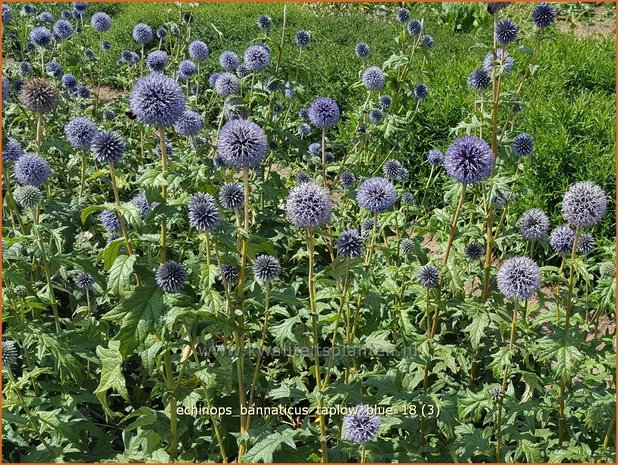 Echinops bannaticus 'Taplow Blue' | Kogeldistel | Banater Kugeldistel