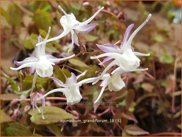 Epimedium grandiflorum | Elfenbloem | Großblütige Elfenblume