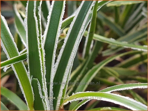 Ficinia truncata 'Ice Crystal' | Woestijnzegge