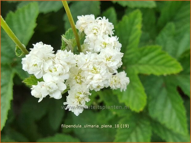 Filipendula ulmaria 'Plena' | Moerasspirea, Spirea | Sumpf-M&auml;des&uuml;&szlig;