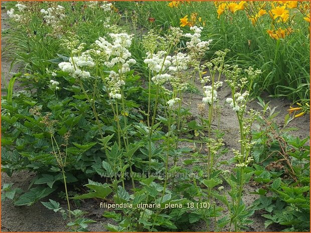 Filipendula ulmaria 'Plena' | Moerasspirea, Spirea | Sumpf-M&auml;des&uuml;&szlig;