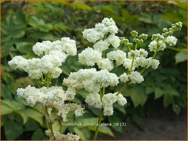 Filipendula ulmaria 'Plena' | Moerasspirea, Spirea | Sumpf-M&auml;des&uuml;&szlig;