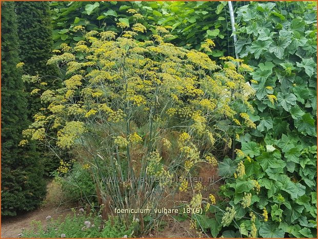 Foeniculum vulgare | Venkel | Gewöhnlicher Fenchel